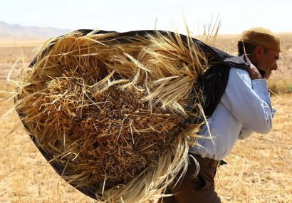 پرداخت ۳.۸ همت مطالبات گندمکاران مازندران پرداخت ۳.۸ همت مطالبات گندمکاران مازندران