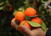 پیشبینی برداشت بیش از ۱۳۵ هزار تن مرکبات در جویبار