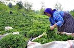 خرید بیش از ۲۵ هزار تن برگ سبز چای در کشور