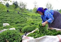 خرید بیش از ۲۵ هزار تن برگ سبز چای در کشور