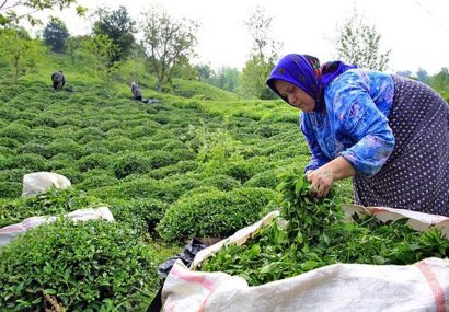 خرید بیش از ۲۵ هزار تن برگ سبز چای در کشور