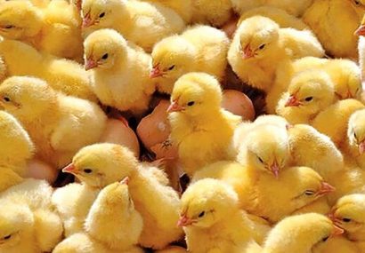 تحقق کامل برنامه جوجه‌ریزی خردادماه در مازندران
