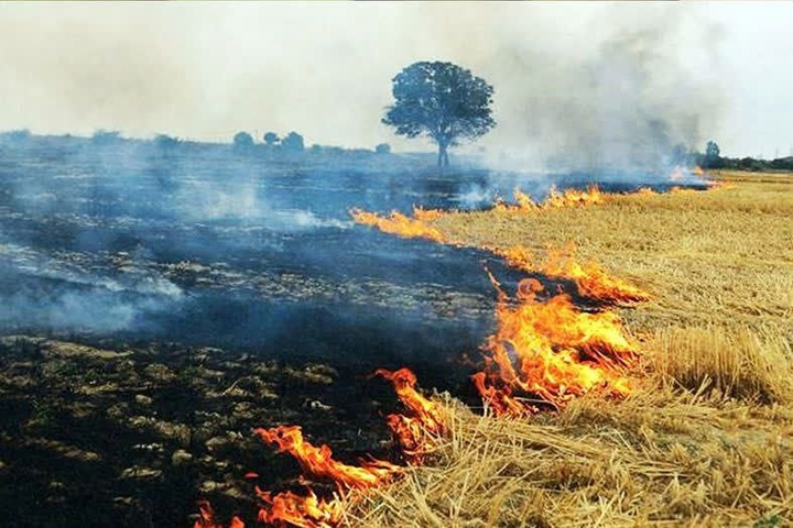 خاکستر شدن ۴۰ هکتار گندمزار در گلوگاه