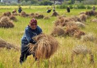 شالیزارهای مازندران آماده برای برداشت برنج