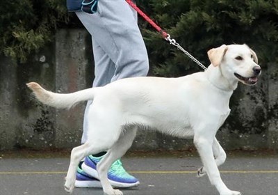 هشدار دادستان مازندران به سگگردانی در اماکن عمومی هشدار دادستان مازندران به سگگردانی در اماکن عمومی