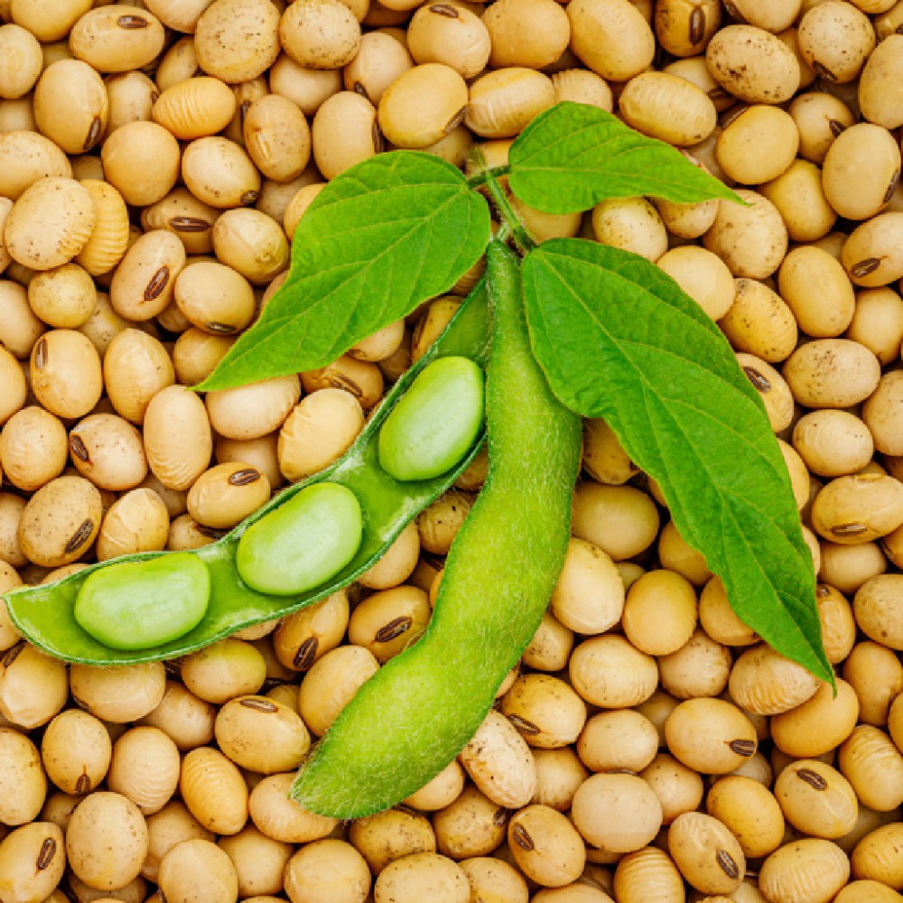 تولید رقم پربازده سویا در ساری با فناوری هسته‌ای