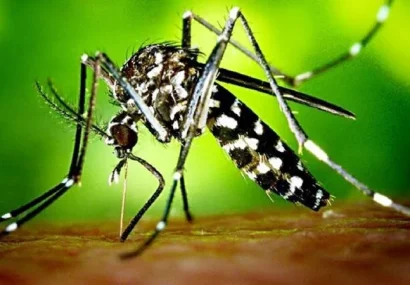 طغیان احتمالی تب دنگی نظام بهداشتی کشور را به چالش میکشاند