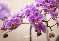 تکثیر انبوه ارکیده فالانوپسیس با روش نوین محققان دانشگاه تهران