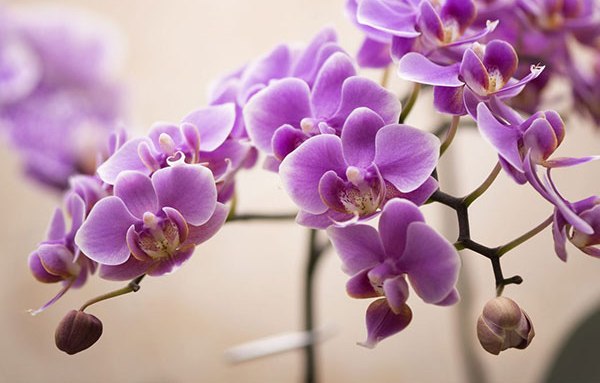 تکثیر انبوه ارکیده فالانوپسیس با روش نوین محققان دانشگاه تهران