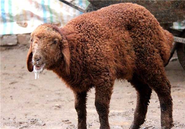 پایش دقیقه برای مقابله با تب برفکی در سوادکوه