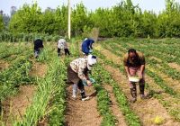 تأمین ۶۵ هزار تن کود ازته برای کشت پاییزه مازندران