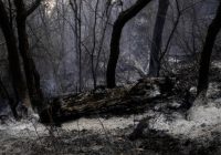 جمع‌آوری درختان شکسته و افتاده هیرکانی؛ طرحی که با آتش سوزی «الیت» دوباره سرزبان‌ها افتاد