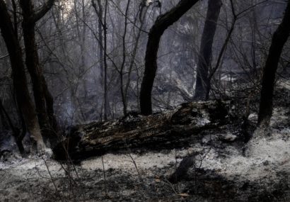 جمعآوری درختان شکسته و افتاده هیرکانی؛ طرحی که با آتش سوزی «الیت» دوباره سرزبانها افتاد