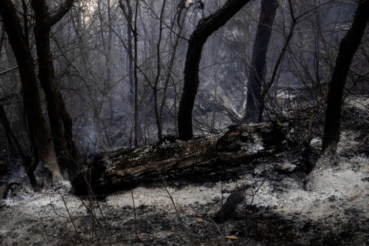 جمعآوری درختان شکسته و افتاده هیرکانی؛ طرحی که با آتش سوزی «الیت» دوباره سرزبانها افتاد