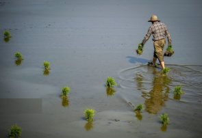 خودکفایی غذایی یا فاجعه آب؟