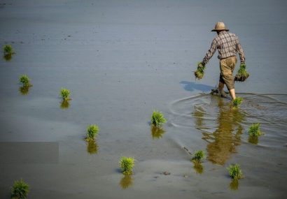 خودکفایی غذایی یا فاجعه آب؟