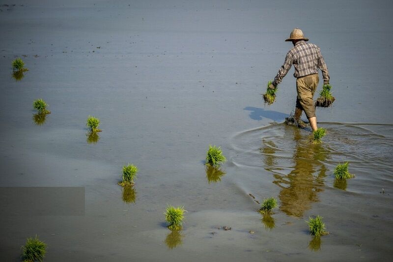 خودکفایی غذایی یا فاجعه آب؟