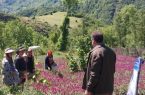 آغاز برداشت گل گاوزبان در رامسر آغاز برداشت گل گاوزبان در رامسر