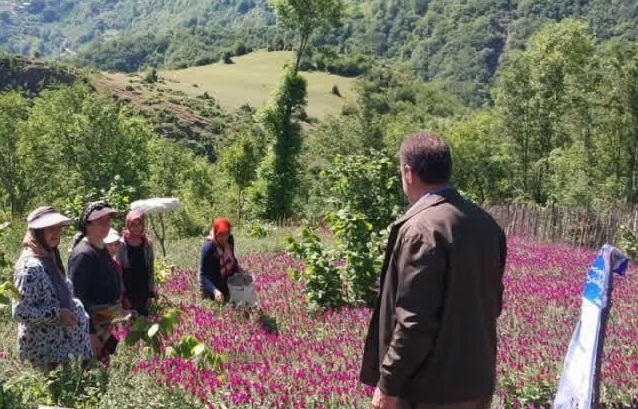 آغاز برداشت گل گاوزبان در رامسر