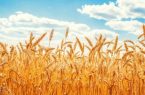 عبور خرید تضمینی گندم از مرز ۲۵ هزار تن