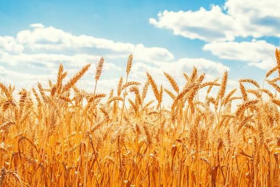 عبور خرید تضمینی گندم از مرز ۲۵ هزار تن