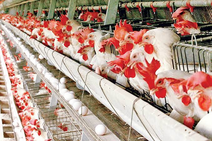 هشدار سطح قرمز به مرغداران مازندرانی