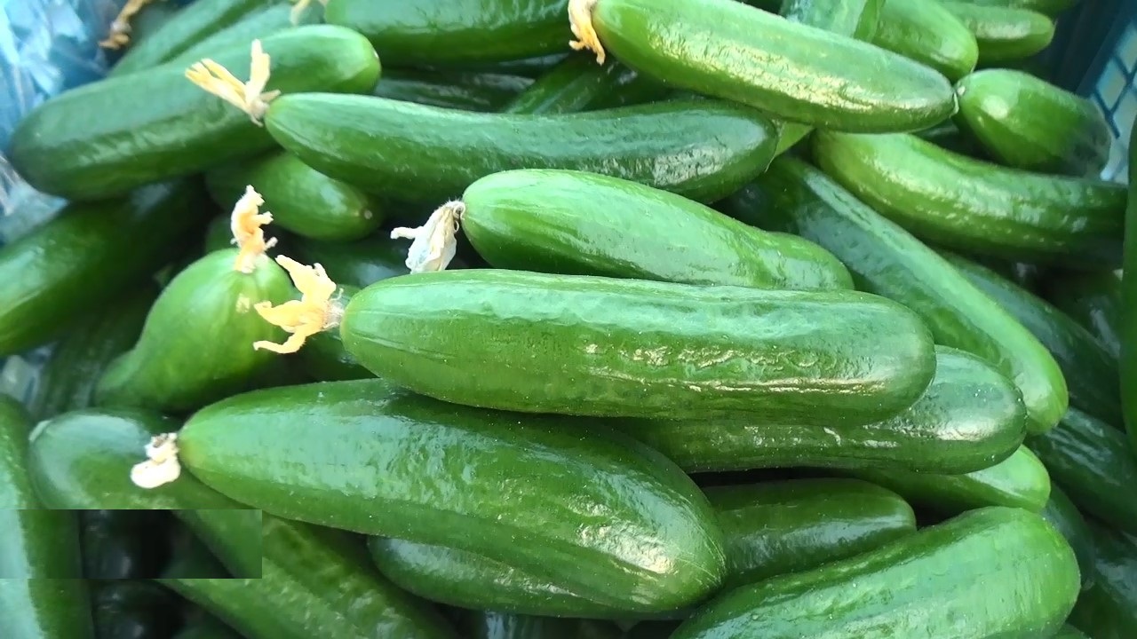 برداشت ۴۰ تنی خیار در نور