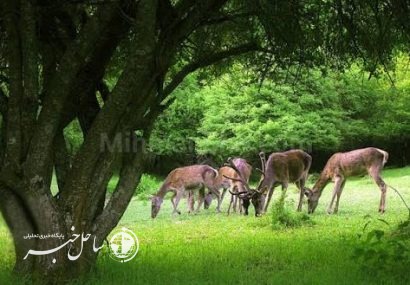 توسعه برنامههای طبیعتگردی حفاظتی در مناطق چهارگانه و تالابهای کشور