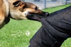 هاری سالانه جان ۶۰ هزار نفر را در جهان می گیرد