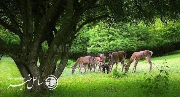 توسعه برنامه‌های طبیعت‌گردی حفاظتی در مناطق چهارگانه و تالاب‌های کشور
