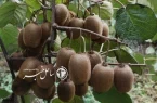 نور؛ قطب تولید کیوی با برداشت ۱۸۵۰ تن