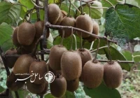 نور؛ قطب تولید کیوی با برداشت ۱۸۵۰ تن